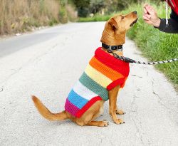 12 Free Dog Sweater Knitting Patterns